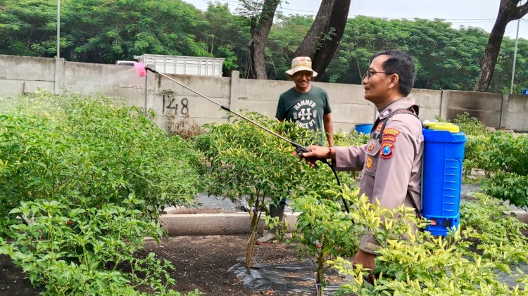 Humanis Jalankan Ketahanan Pangan, Bhabinkamtibmas Polsek Sidoarjo Kota Bantu Pengelolaan Lahan Cabai di Desa Jati Kidul